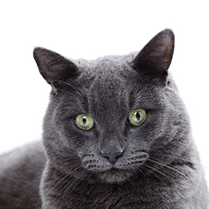korat-cat-green-eyes-head-shot